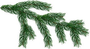 Large Fir Tree branch Christmas Tree is isolated on a white and transparent background add PNG file.